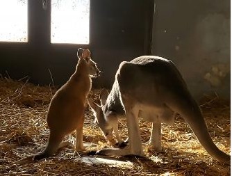 PORASLO MLADUNČE, U PUNOJ JE SNAZI! Prelepa slika iz Beo zoo-vrta!