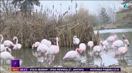 NEVEROVATNO Flamingosi opstaju na srpskoj zimi, a Miki ima još jednu SENZACIONALNU tajnu u svom zoo-vrtu!