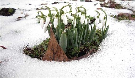 PRVI VESNICI PROLEĆA, ZIMA NEĆE JOŠ DUGO TRAJATI Nestvaran prizor na Topoli, visibabe iznikle iz snega