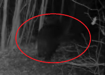 PANIKA, MEDVED DOŠAO DO IZLETIŠTA PUNOG LJUDI Stiglo važno upozorenje, predator je tu (VIDEO)