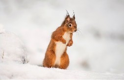 POGLEDAJTE OVU VEVERICU KAKO UŽIVA NA SNEGU Video je hit