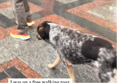 HIT NA TIKTOKU Pas lutalica vodio turiste po Skoplju, prolaznici ne kriju oduševljenje (VIDEO)