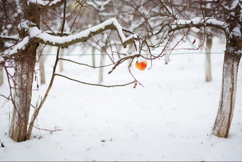 Zima pravi haos u saobraćaju, ali spasava poljoprivredu - agroekonomista objasnio kakva nas godina čeka