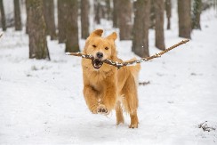 OTKRIJTE SVE O ZUMIJIMA Evo zbog čega vaš pas nezaustavljivo jurca po kući