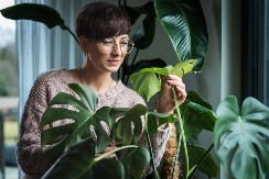 Listovi sobnih biljaka su puni prašine? Cvećarka otkrila trik za čišćenje, zasijaće za tren oka!