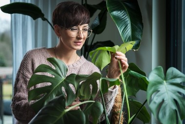 Listovi sobnih biljaka su puni prašine? Cvećarka otkrila trik za čišćenje, zasijaće za tren oka!