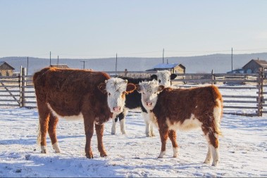 Šta stočari rade tokom zime? Evo kako se brinu o kravama