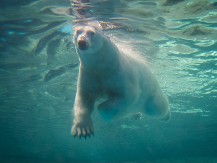 ČOVEK VOZIO KAJAK NA ARKTIKU, KADA JE UGLEDAO BELOG MEDVEDA KAKO PLIVA KA NJEMU Noge su mu se odsekle od straha, ali onda se dogodilo nešto neverovatno