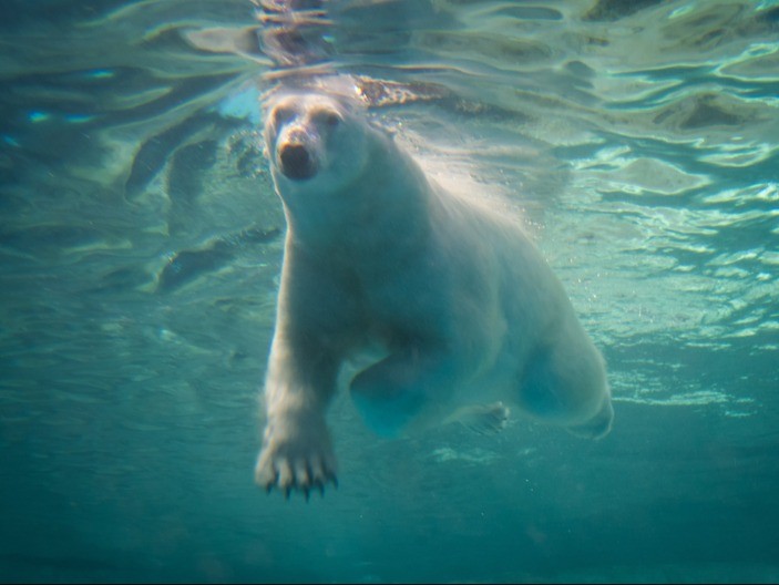 ČOVEK VOZIO KAJAK NA ARKTIKU, KADA JE UGLEDAO BELOG MEDVEDA KAKO PLIVA KA NJEMU Noge su mu se odsekle od straha, ali onda se dogodilo nešto neverovatno