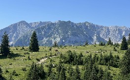 IMA SAMO JEDAN USLOV Milorad poklanja imanje od 15.000 kvadratnih metara u srcu Durmitora