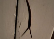 “KAKVA JE OVO NAKAZA?!” Snimio je ljigavu spodobu na vratima – internet u šoku, ljudi mu poručuju: SPALI GA ODMAH! 