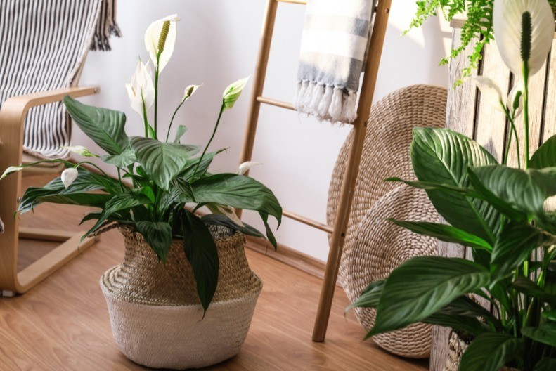 Ovo cveće zovu „ženska sreća“: Privlači ljubav, sklad u braku i radost u kuću