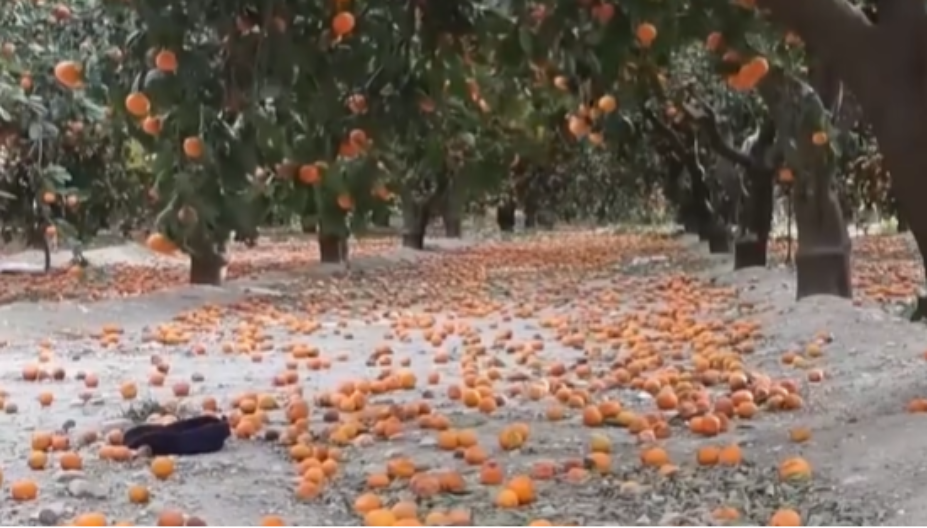 Zvali su ljude da beru besplatno - sve je propalo, zemlja prekrivena mandarinama