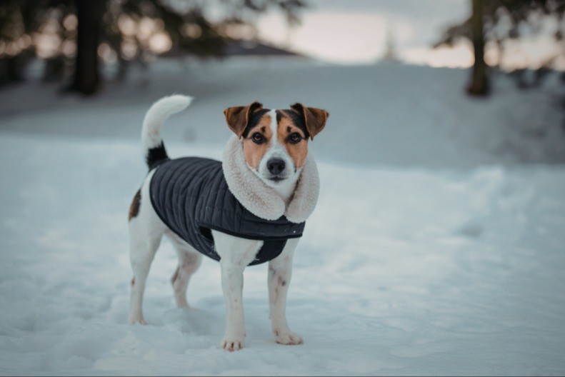 PSI NE PODNOSE OVE MIRISE Budite obazrivi, mogu i da im naruše zdravlje