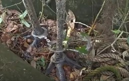 POLICAJAC U NEVERICI Životinja pomahnitala i krenula da ga udara, on morao da joj stavi lisice - scena kao iz filma! (VIDEO) 