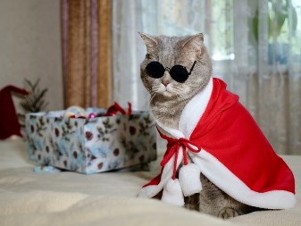 INTERNET U TRANSU Mačak koji izgleda kao profesor zapalio TikTok, ljudi plaču od smeha! (VIDEO)