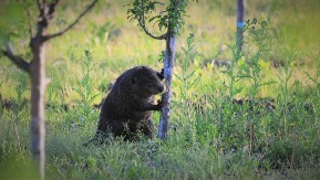 POGLEDAO JE KROZ PROZOR I IMAO ŠTA DA VIDI Mogao je da uradi samo jedno - pogledajte, video je hit