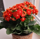 Kalanhoja privlači ljubav i sreću: Raskošno cveta čak i zimi, evo kako da vam ne uvene