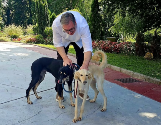 ONI VUČIĆA PRATE U STOPU, A ON IH OBOŽAVA: Šarki, Zada i Pako, trio koji obara s nogu (VIDEO)