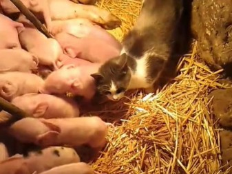 MAČKA MICA DADILJA PRASIĆIMA Krmača ih oprasila čak 17!