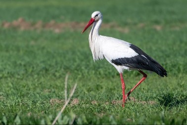 RODA KOJA OPUŠTENO ŠETKA PO SELU POSTALA JE PRAVA ATRAKCIJA Pogledajte - video je hit