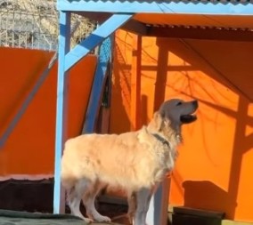 Zlatni retriver rasplakao milione: Njegova reakcija kada nanjuši dragu osobu topi i najtvrđa srca