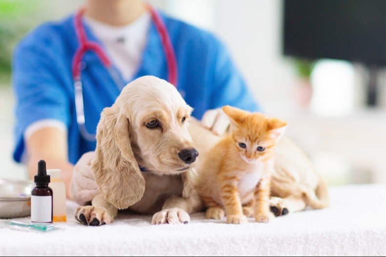 IZBOR LJUBIMCA DOSTA GOVORI O VAMA Da li više volite pse ili mačke?