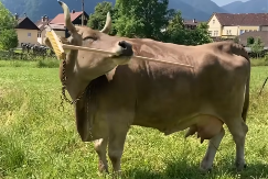 PAMETNA KRAVA KORISTI METLU DA SE POČEŠE Naučnici šokirani - "Ovo je jedina krava na svetu koja ume da koristi neku alatku"