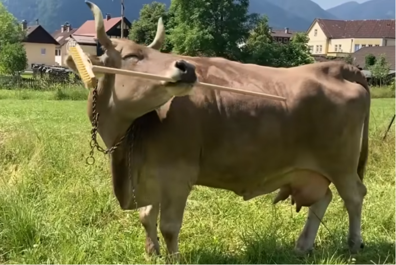 PAMETNA KRAVA KORISTI METLU DA SE POČEŠE Naučnici šokirani - "Ovo je jedina krava na svetu koja ume da koristi neku alatku"