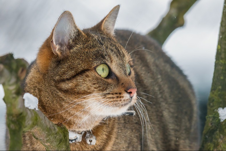 KONAČNO JE DEŠIFROVANO 7 čudnih mačjih postupaka ima logično objašnjenje - ovo vam ne bi palo na pamet