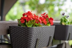 NE MORATE DA ČEKATE DA OTOPLI Zasadite ovo prelepo cveće do kraja januara - na proleće ćete uživati u mirisnoj bašti 