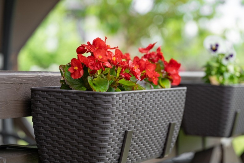 NE MORATE DA ČEKATE DA OTOPLI Zasadite ovo prelepo cveće do kraja januara - na proleće ćete uživati u mirisnoj bašti 