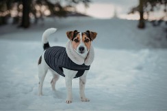 DA LI JE VREME ZA HITNU POSETU VETERINARU? Ako pas drhti, ne mora da znači da mu je hladno, može biti nešto MNOGO GORE