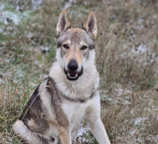 VLASNICI OČAJNI Nude 10.000 evra onome ko pronađe psa Akija (FOTO)