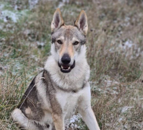 VLASNICI OČAJNI Nude 10.000 evra onome ko pronađe psa Akija (FOTO)