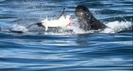 ŽESTOKA TUČA U MORU Morska zver RASKOMADALA ajkulu pred zaprepašćenim ljudima - snimak ledi krv u žilama!