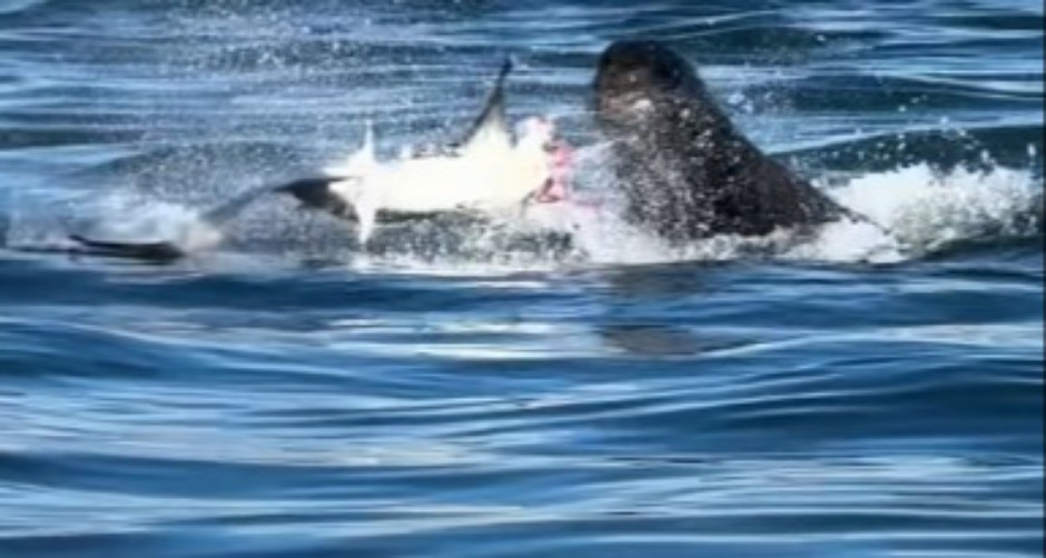 ŽESTOKA TUČA U MORU Morska zver RASKOMADALA ajkulu pred zaprepašćenim ljudima - snimak ledi krv u žilama!