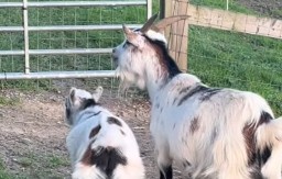 SRBIJA SE SMEJE OVOM SNIMKU Jare skočilo na kozu - njena reakcija će vas ostaviti bez teksta! (VIDEO)