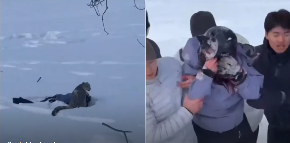 HOROR NA SKIJALIŠTU: Snežni leopard napao turistkinju, snimci zaprepastili svet (VIDEO)