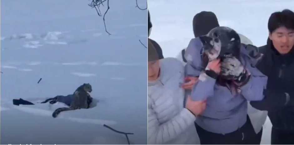 HOROR NA SKIJALIŠTU: Snežni leopard napao turistkinju, snimci zaprepastili svet (VIDEO)