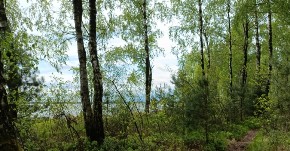 POZNATI MUŠKARAC (25) PRONAĐEN MRTAV U ŠUMI Zadobio udarce tvrdim predmetom! 