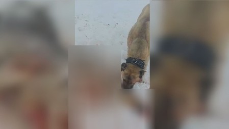 DRAMATIČNA I KRVOLOČNA BORBA NA PEŠTERU: Neustrašivi pas spasio ovce od vuka - usmrtio zver