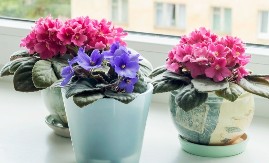 Ljubičice će vam cvetati usred zime: Zalijte ih ovim rastvorom i gledajte čudo!