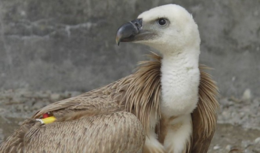 OTROVAN BELOGLAVI SUP U KANJONU LIMA Nesrećna ptica uginula, ovakav slučaj u Srbiji nije zabeležen poslednjih 15 godina