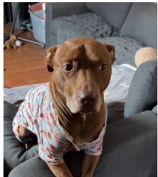 PITBUL NASMEJAO 86 MILIONA LJUDI Umislio da je mačka, niko ne može da veruje da je opasan pas!