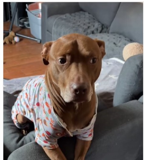 PITBUL NASMEJAO 86 MILIONA LJUDI Umislio da je mačka, niko ne može da veruje da je opasan pas!