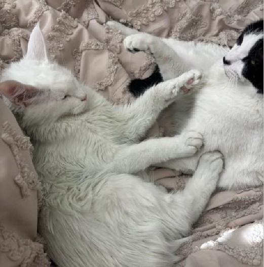 OVO NIKOME NE BI PALO NA PAMET Raspitivala se što je njena mačka promenila boju, pa saznala da je muž vara!