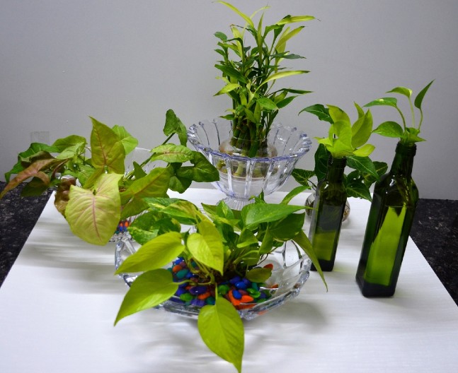 3 MAGIČNE BILJKE KOJE PRIVLAČE SREĆU, LJUBAV I USPEH Cveće koje treba imati u svom domu