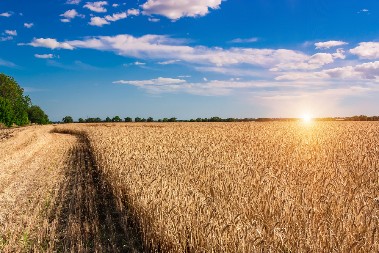 GLOBALNA KONFERENCIJA O ŽITARICAMA ODRŽAVA SE 11. MARTA U BEOGRADU Okupiće najveće svetske stručnjake iz oblasti agrara
