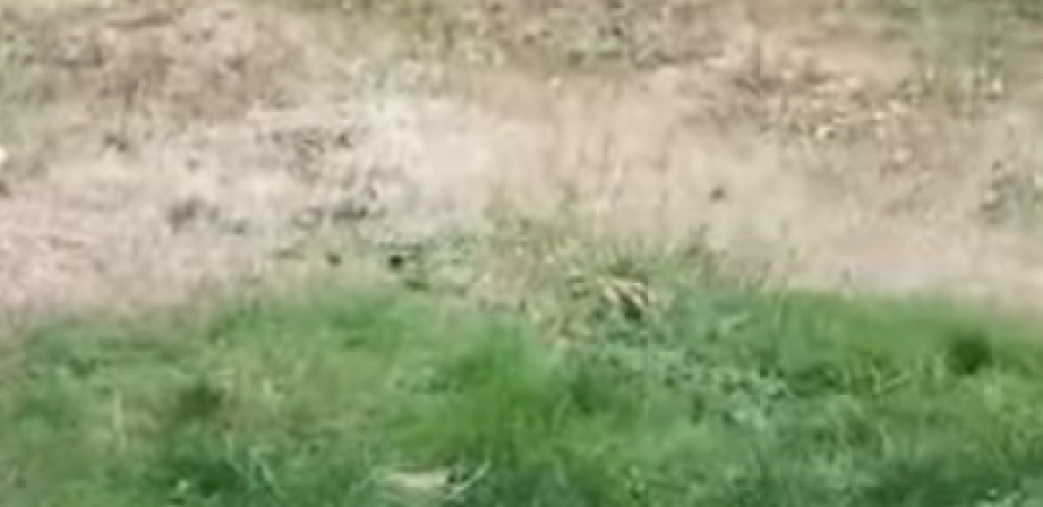 "DRHTAO SAM OD STRAHA... NISAM MOGAO DA VERUJEM" Jeziv snimak! Čovek zatekao šok prizor u svom drovištu, hitno je zvao pomoć! (VIDEO)